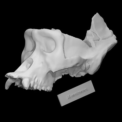 Autopsied Gorilla Skull