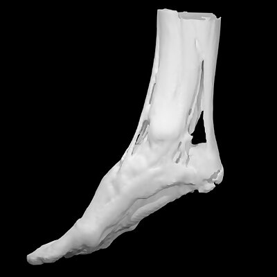 Muscle and tendon structure of a foot