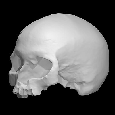 CroMagnon  Homo Sapiens Sapiens Female Skull