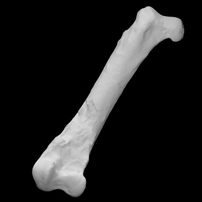 Pelagornis chilensis left femur