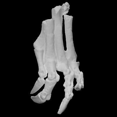 Chilesaurus diegosuarezi left leg