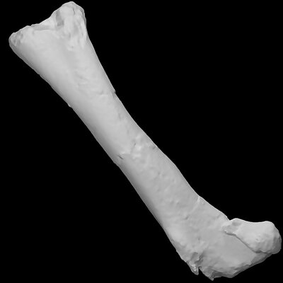 Chilesaurus diegosuarezi left femur