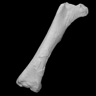 Chilesaurus diegosuarezi right femur