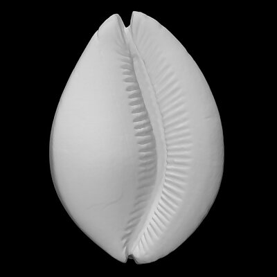 Carved shell