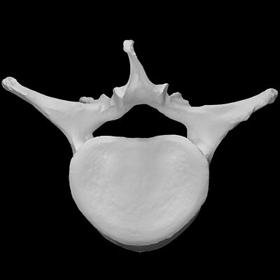 Mammoth  Lumbar vertebra
