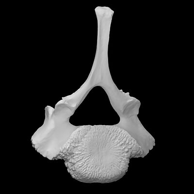 Mammoth  Juvenile vertebra