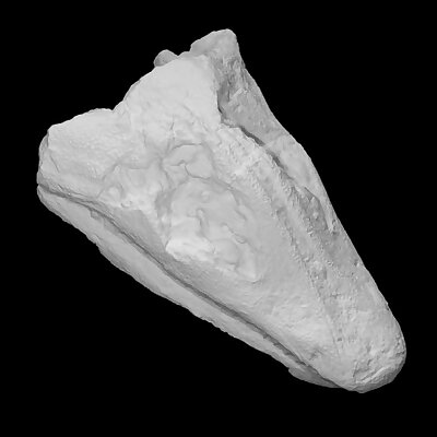 Amphibian  Skull Megalocephalus