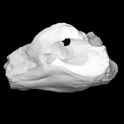 Pig  cast of skull
