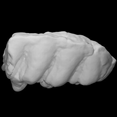 Gomphothere Molar