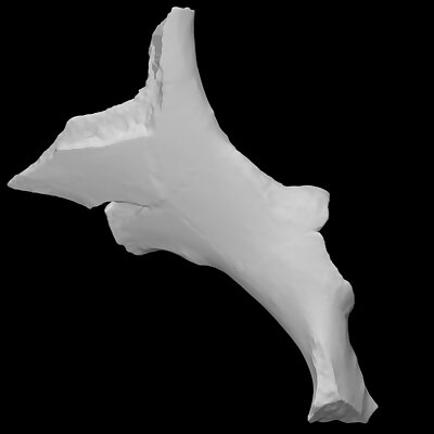 Giant Ground Sloth Pelvic Bone