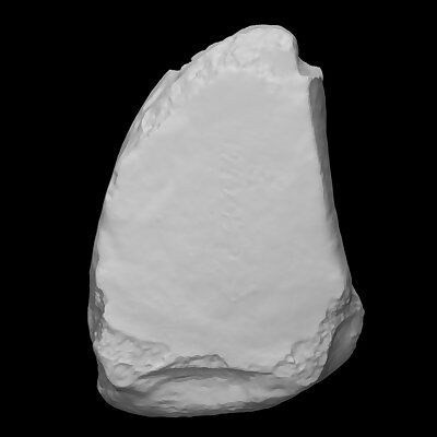 Mastodon Right External Cuneiform