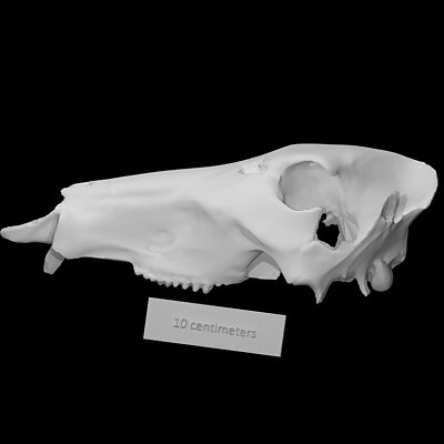 Extinct Peccary Skull