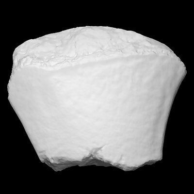Mastodon Right Internal Cuneiform