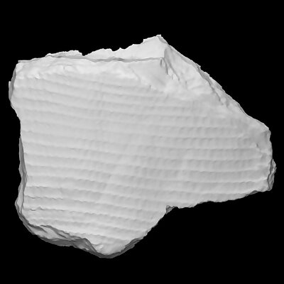 Lepidodendron fossil