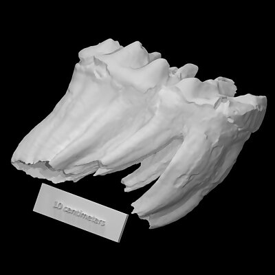 Perkinsville Mastodon Molar VCU3D3652