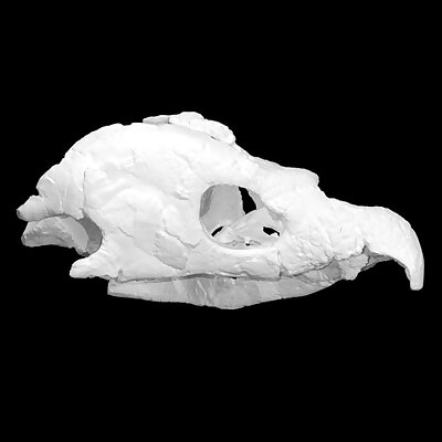 Archelon skull