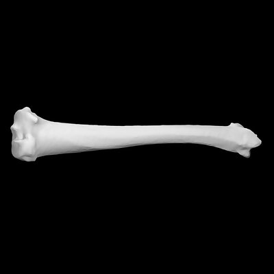 Guinea pig right tibia