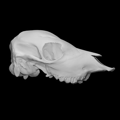 Calf Skull