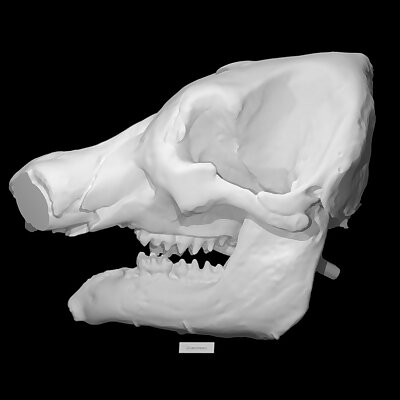 Mastodon skull without tusks