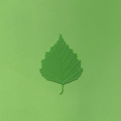 Birch tree leaf