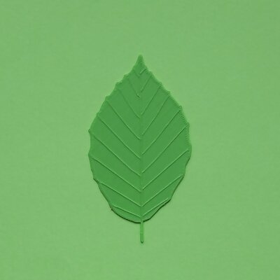 Beech tree leaf