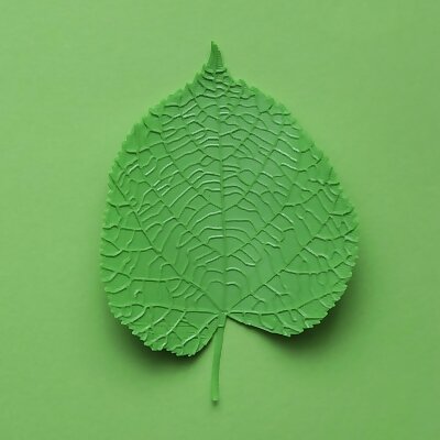 Tilia tree leaf linden leaf