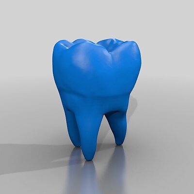 human tooth model