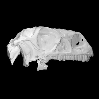 Massospondylus Skull