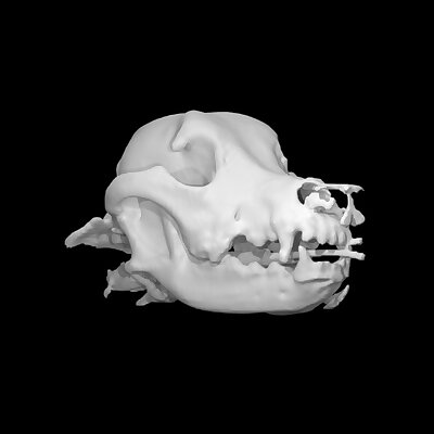 Dog skull