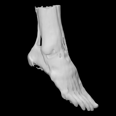 Muscles of the foot and ankle