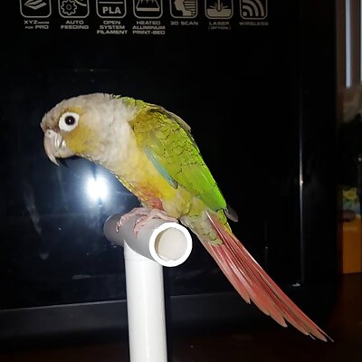 Desktop Small Bird Perch