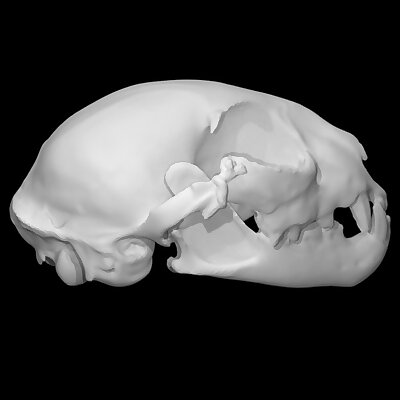 Bobcat male skull