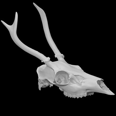 Columbian Blacktailed Deer specimen 01