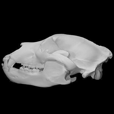 Grizzly Bear skull specimen 9