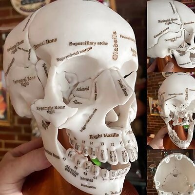 Annotated Anatomical Human Skull in 18 pieces magnetically assembled