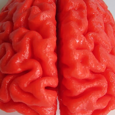 Human Brain Full Scale