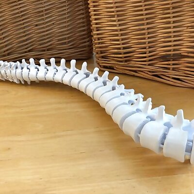 Flexible ThreeQuarter Spine Model with Display Stand