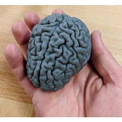 Human brain