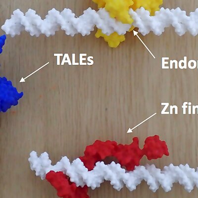 A set of protein domains reading DNA sequence  TAL effector Zn finger ECO RI Endonuclease