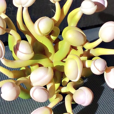 Bean Sprouts Mandala
