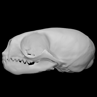 Northern Fur Seal specimen  male