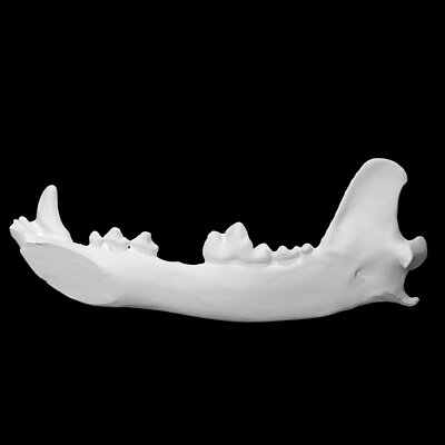 Lower Jaw Bone
