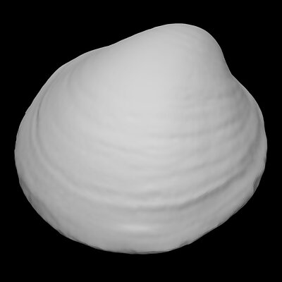 Bivalve shell