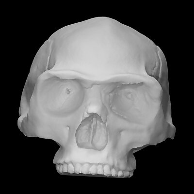 Peking Man Skull