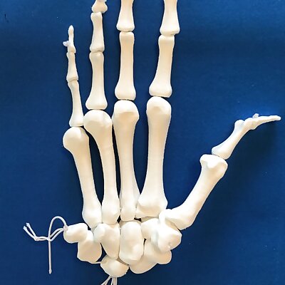 Hand Bone Anatomy Model