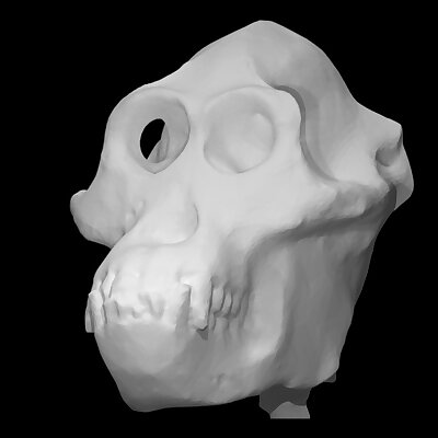 Male Orangutan Skull