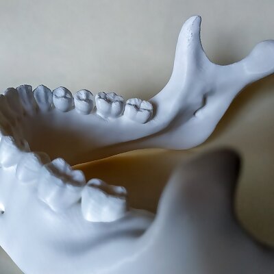 Human Mandible with teeth with out 3rd molar