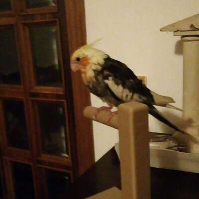 parrot holder