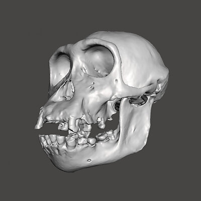 Chimpanzee Skull  Pan Troglodytes Verus