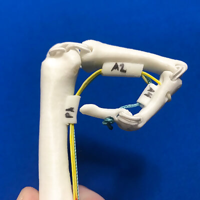 Finger Flexor Tendon Anatomy Model Left Index